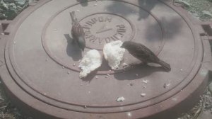 Воробушки едят хлебушек