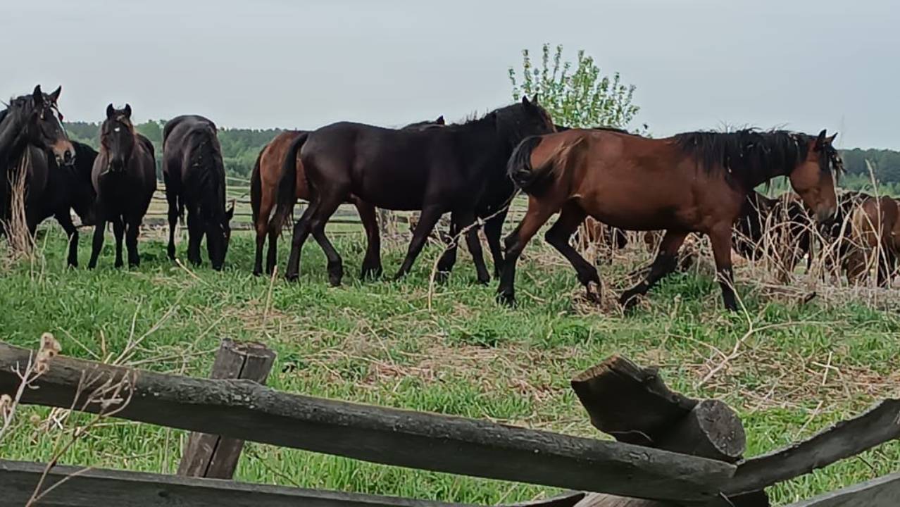 Алтай смотреть онлайн