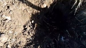 коп металла с Quest X10 IDMAXX.