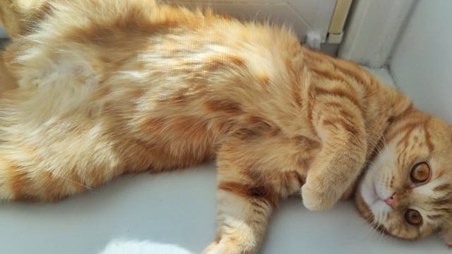 Рыжуля-выбражуля смотреть онлайн