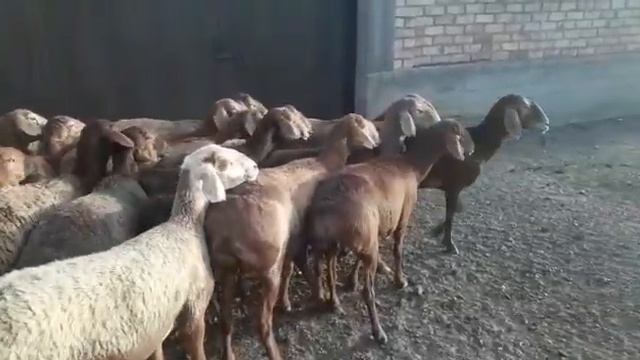 Гиссар совлуклар сотилади 21 бош ёши 2 4 6 пули 19000 ками б?