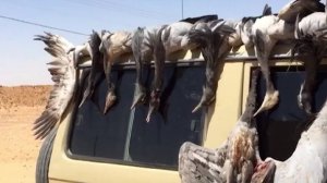 Саудовские шейхи массово уничтожают краснокнижных журавлей-красавок и хвастаются об этом в соцсетях