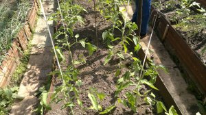 ВНОСИМ ПЕРВУЮ ОЧЕНЬ ВАЖНУЮ ПОДКОРМКУ ПОД ОГУРЦЫ ☝☝☝ ПОДВЯЗЫВАЕМ ПОМИДОРЫ К ШПАЛЕРАМ...