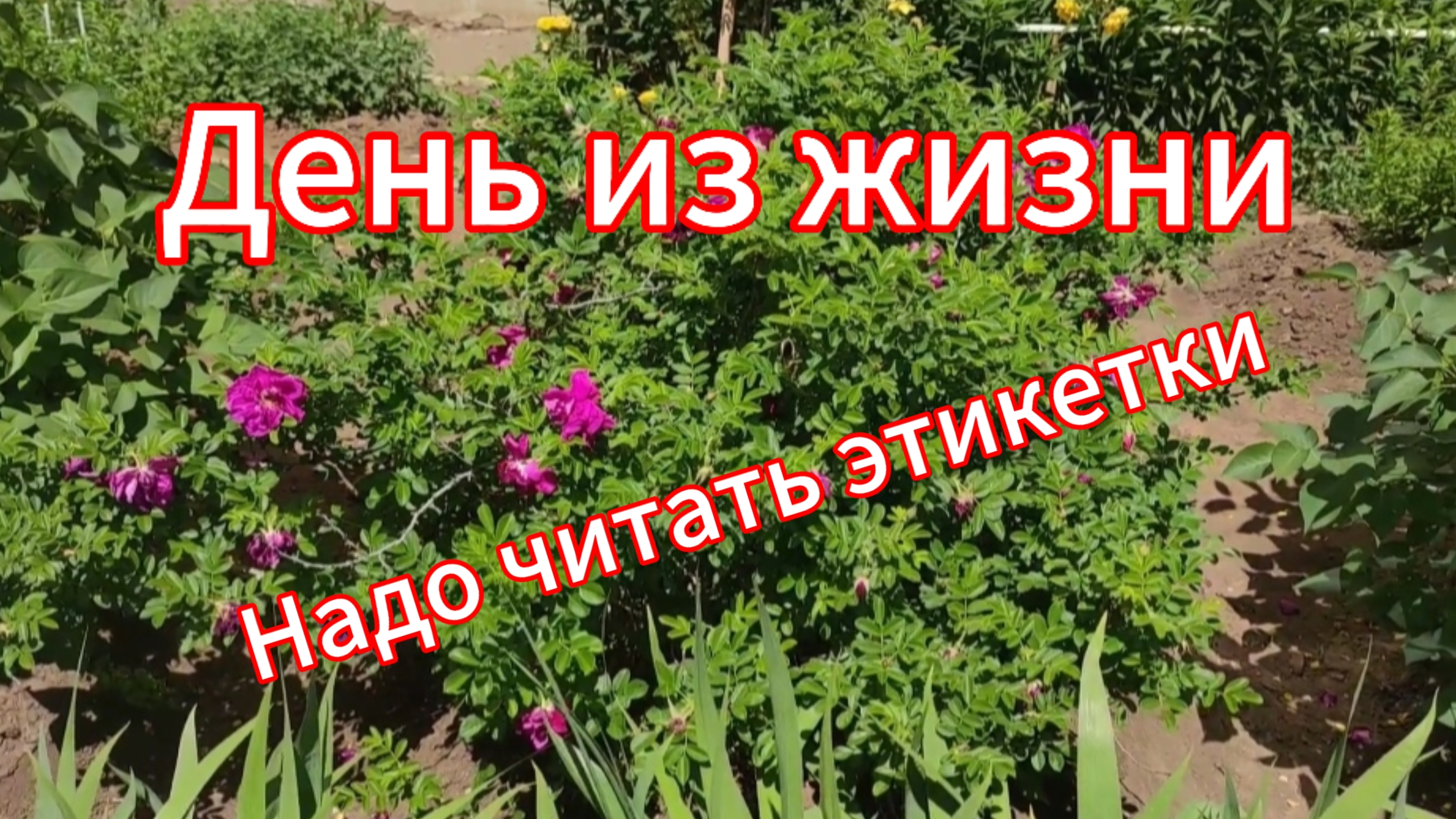 Тесто в хлебопечке // надо читать этикетки смотреть онлайн