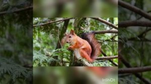 Анни Сван.  Бельчонок и елочка