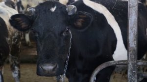 Молокозаводы прекращают принимать молоко у фермеров,