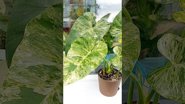 Филодендрон Гигантум вариегатный