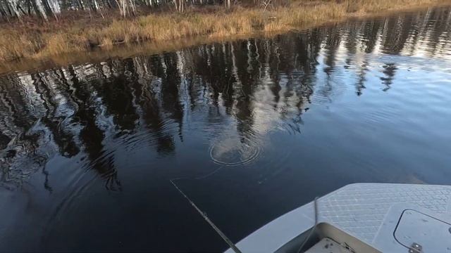 Как в октябре мы щуку ловили. Закрываем сезон 2024. смотреть онлайн