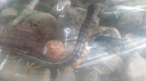 Сколопендра