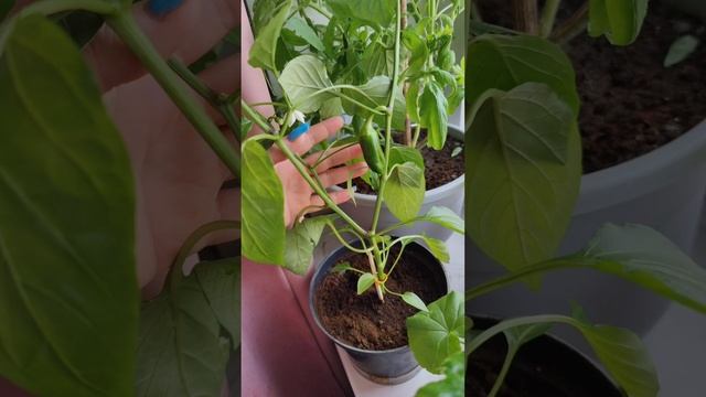 ОГОРОД НА ПОДОКОННИКЕ - ЧТО ПОЛУЧИЛОСЬ