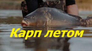 КАК ЛОВИТЬ КАРПА ЛЕТОМ? НАЖИВКИ для ЛОВЛИ КАРПА летом. МЕСТА и СНАСТИ для ЛОВЛИ КАРПА в ИЮНЕ