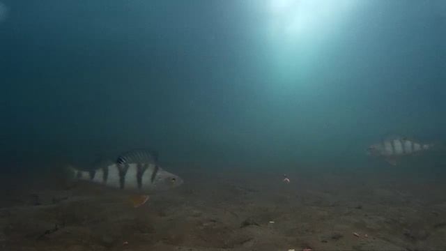 Подводное видео окунь пошёл на таран на 6 минуте. смотреть онлайн