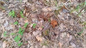 Много грибов 🍄 в Тамбовской области 2025