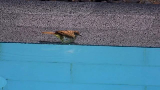 Дикий Таиланд. Ну, очень чистоплотный бюльбюль смотреть онлайн