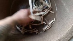 Как сушить корень одуванчика