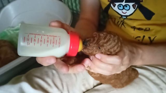 Начала подкармливать козьим молоком 🐐