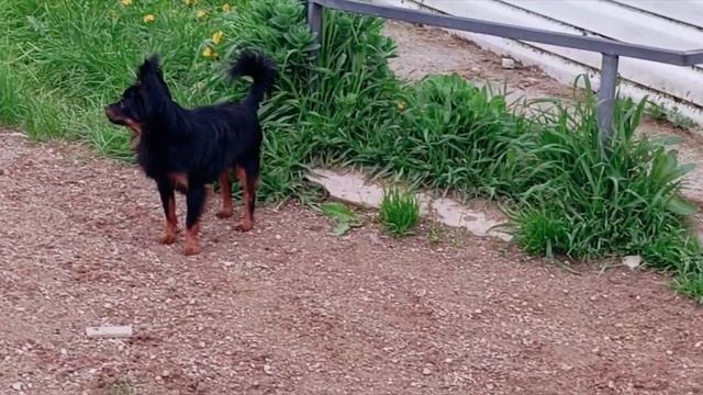 Русский той длинношёрстный. смотреть онлайн