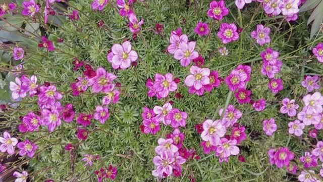 Камнеломка не спасает от сорняков смотреть онлайн