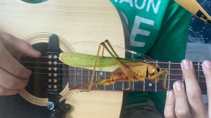 Гитарный кузнечик.кузнечик на гитаре