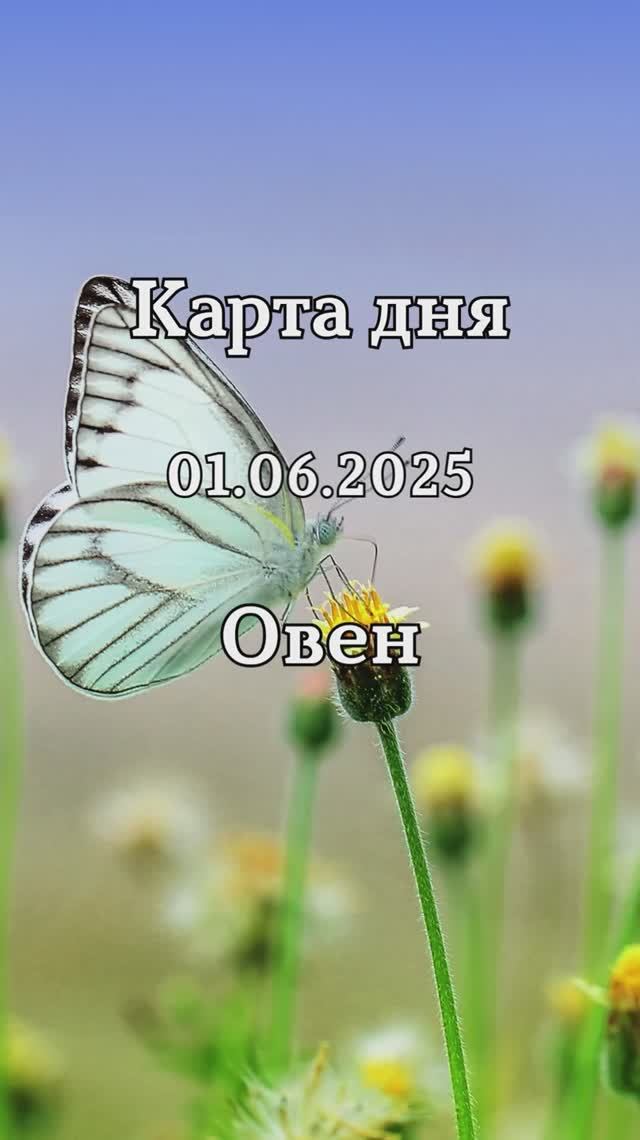 ✨Карта дня 01.06.2025✨ Овен смотреть онлайн