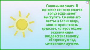 Листья лопуха — что они лечат?