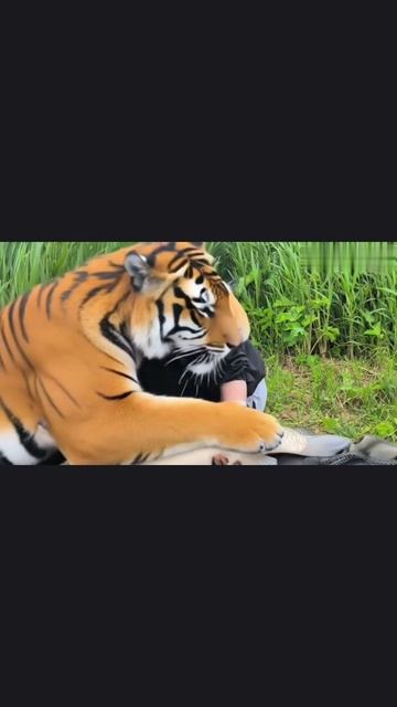 #тигр #амур #рыбалка #май2025