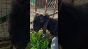 Коза породы Шами(Дамасская порода)