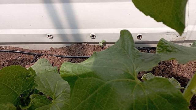 первый огурчик в сезоне 2025,обзор рассады с применением капельного полива смотреть онлайн