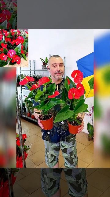 Антуриум Андрэ Исудо, цена 250 гривен! Бронь в вайбер 09967 смотреть онлайн