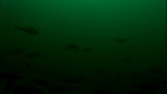 Подводное видео. 18 м. Экшен камера без подсветки. #Окунёвоецарство. смотреть онлайн
