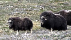 Овцебыки (1)