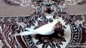 Утро моего попугая Кеши