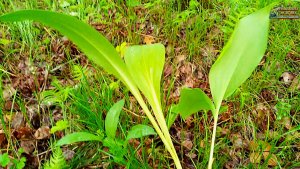 Как отличить черемшу от ландыша и не отравиться, все просто смотрите!