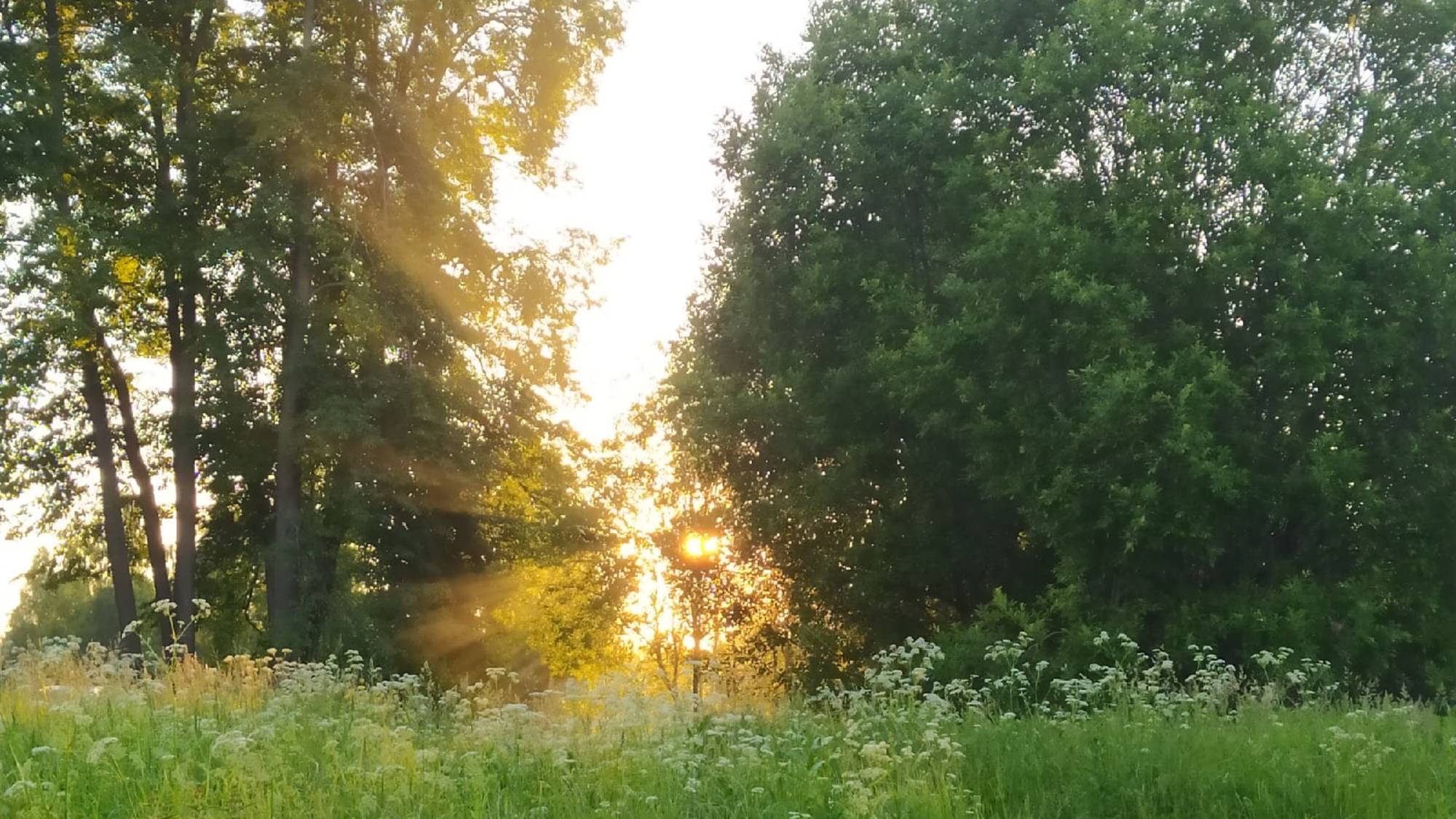 Как мы пасеку ровняли... смотреть онлайн
