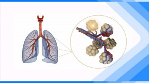 28.05.2025  Вред никотина на организм человека огромен