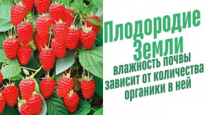 Малиновое дерево. Уход и выращивание.