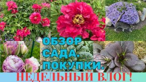 ОВОЩНОЙ ДВОРИК ПОЧТИ ГОТОВ / ВКУСНЫЙ ОБЕД / ПОКУПКИ ОБЗОР САДА