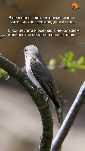 Серая мухоловка. смотреть онлайн