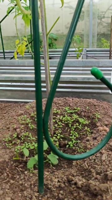 Прямостенная теплица для высокорослых томатов