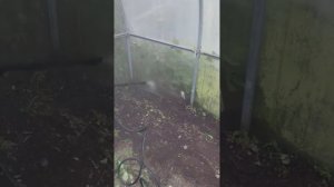 моем теплицу мини мойкой высокого давления