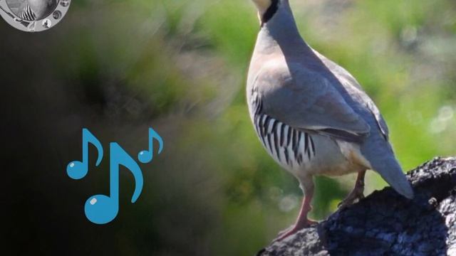 Keklik | Partridge Voice | Partridge Hunting  | Овози кабк Куропатка Голос