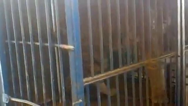 Ингуш прикол смотреть онлайн