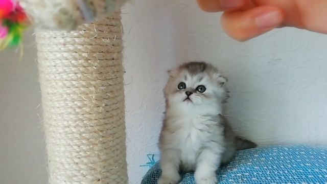 Серебряный хайленд фолд смотреть онлайн