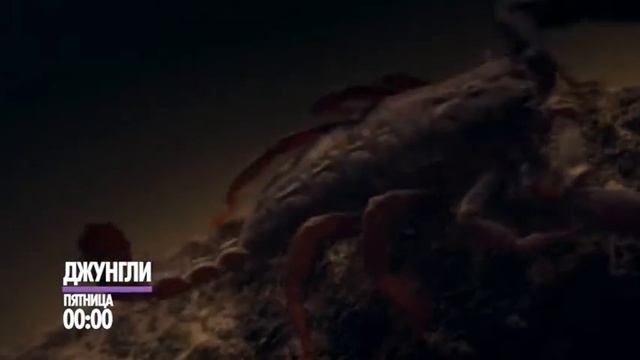 Дэниэл Рэдклифф в триллере "Джунгли" смотреть онлайн