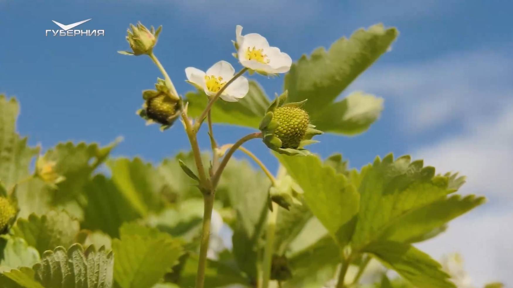 "Ягодный" агротуризм. Агрокурьер