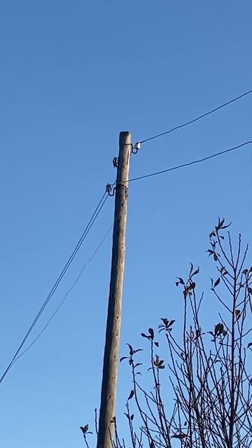 Лесной перфоратор смотреть онлайн