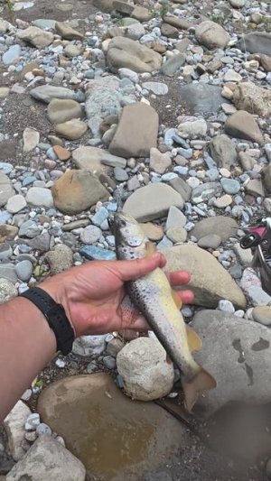 На что ловить ФОРЕЛЬ после 30 рыбаков прошедших перед тобой ? Daiwa Silver CREEK minnow 50 может !!!