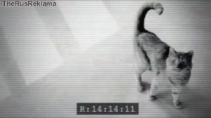 Реклама Фрискис для стерилизованных кошек