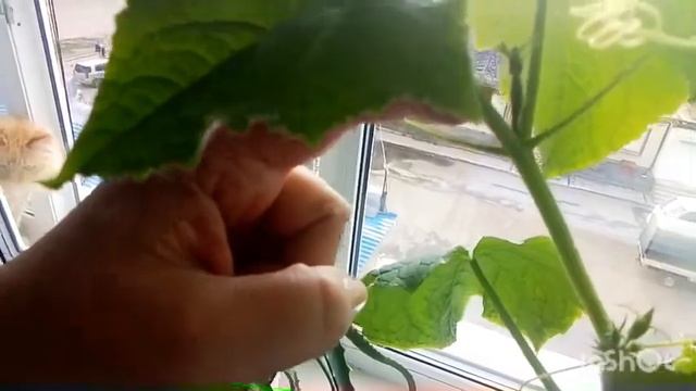 Душа Моя Полна/ Все Весной Расцветает смотреть онлайн