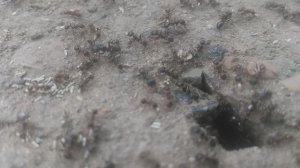 Муравьи
Насекомые